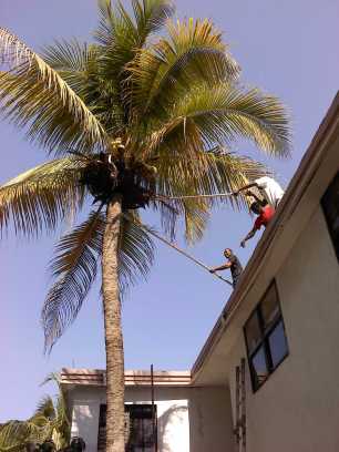 Coconut Tree in Haiti